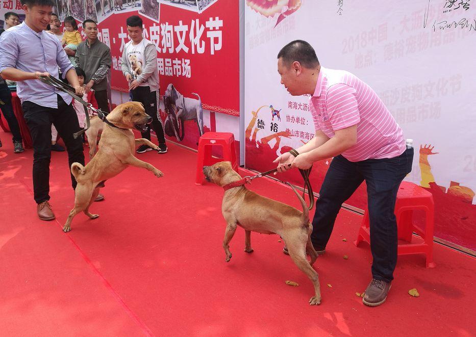 狗狗眼病挑戰(zhàn)，理解與照顧的力量