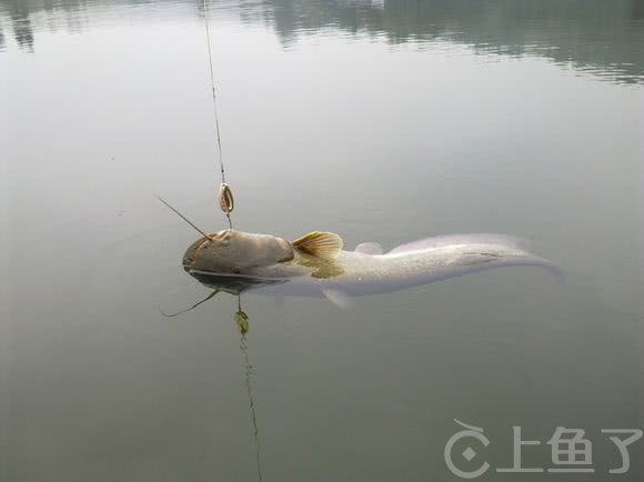 路亞釣法捕捉鯰魚的技巧與策略，高效釣鯰秘籍分享