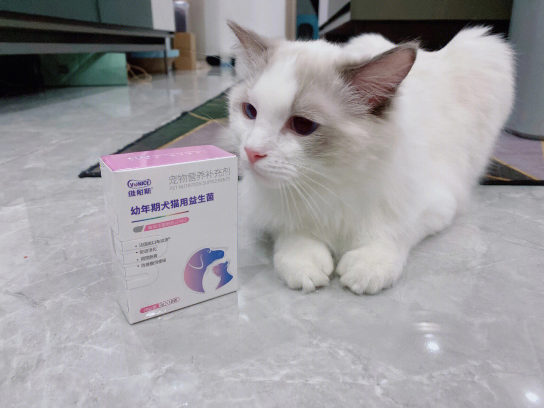 猫咪乳酶生，全面关注与照顾指南