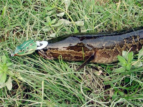 路亞黑魚釣法，最佳釣餌選擇探討