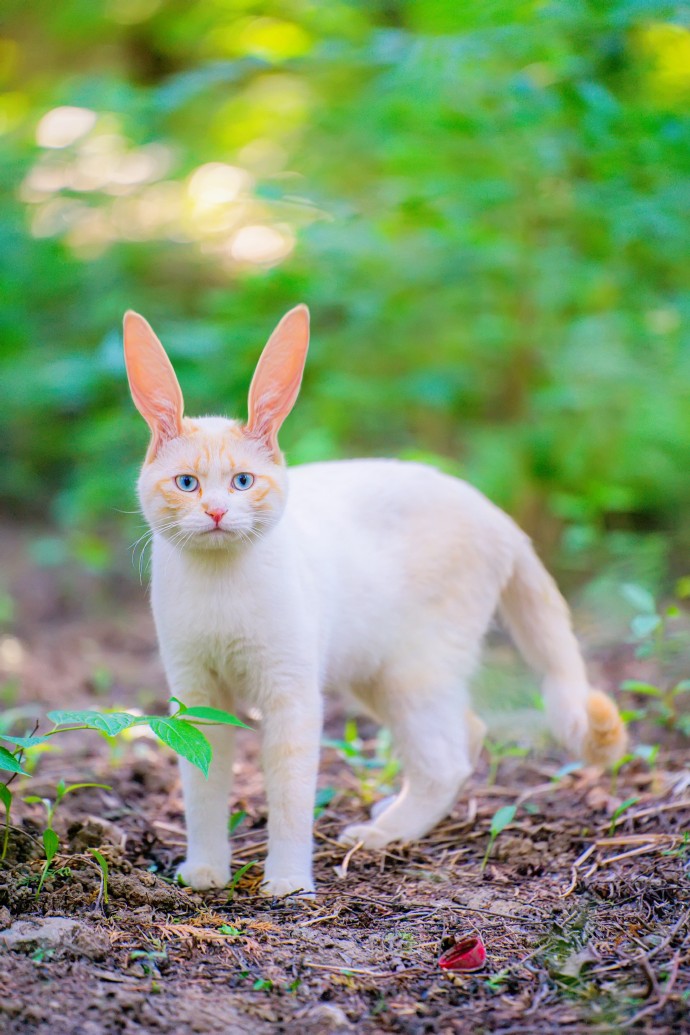 猫咪兔遭遇黄水危机，健康挑战与应对策略