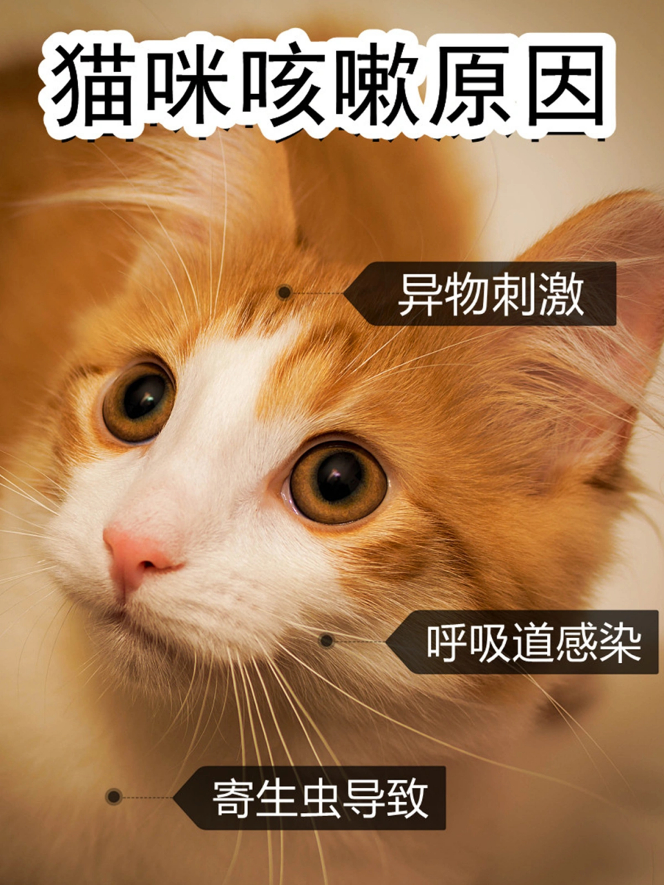 猫咪咳嗽应对与关注指南