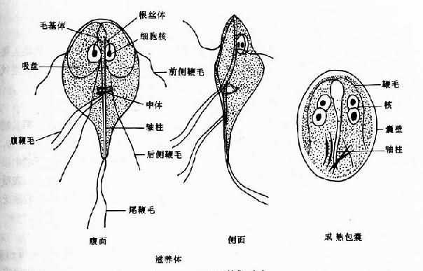 貓咪賈第鞭毛蟲，深入了解及應(yīng)對之策