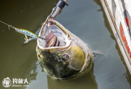 路亞釣鮭魚(yú)餌料選用策略探討