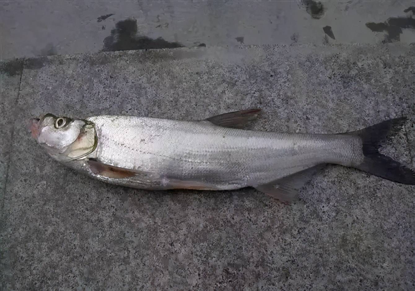 揚州路亞釣翹嘴最佳釣點探索