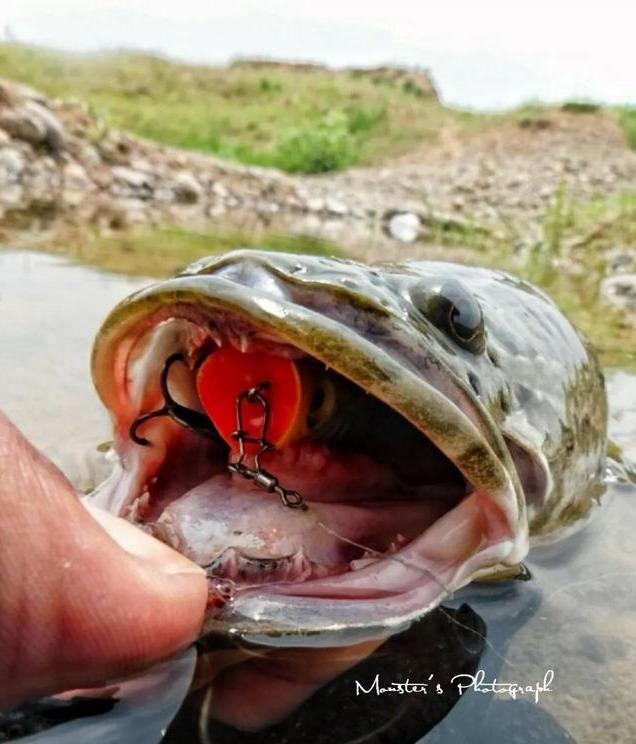 路亞假青蛙，釣獲多彩魚種的藝術(shù)之道