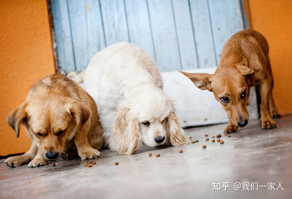 狗狗的正確喂食指南