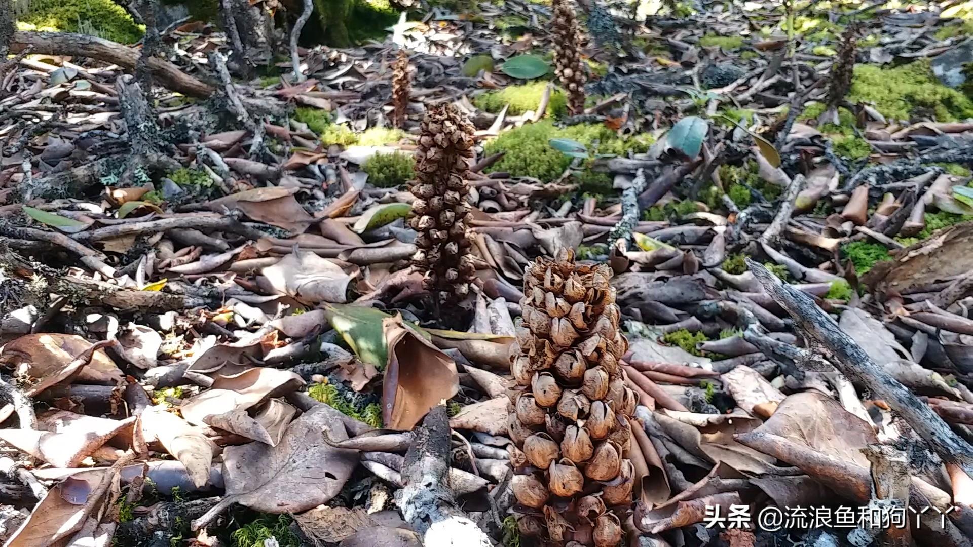 马鞍山狗狗市场，繁荣的宠物交易与交流胜地