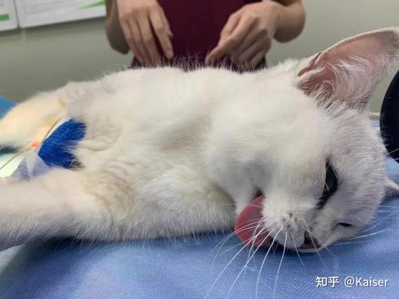 猫咪绝育与情感关系解读，猫咪会因此恨主人吗？