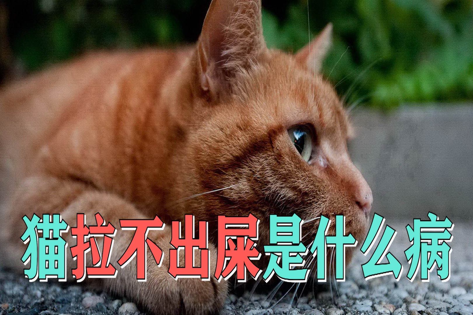 猫咪不排便的原因分析及应对方法，深度解析与实用策略