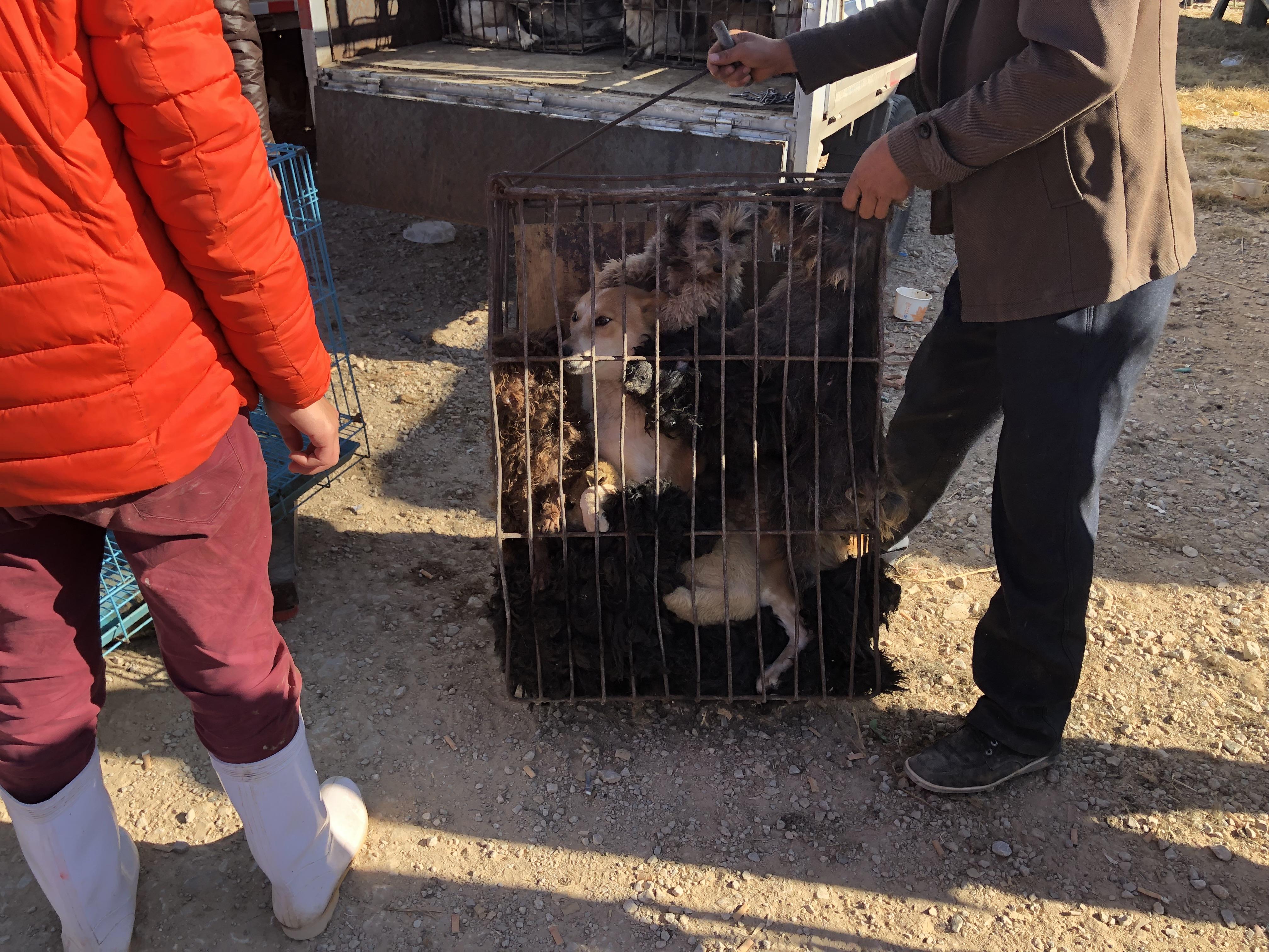 养肉狗宠物，独特的饲养乐趣