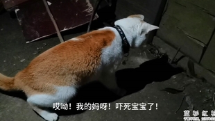 猫咪天蓼棒，乐趣与关怀的完美融合