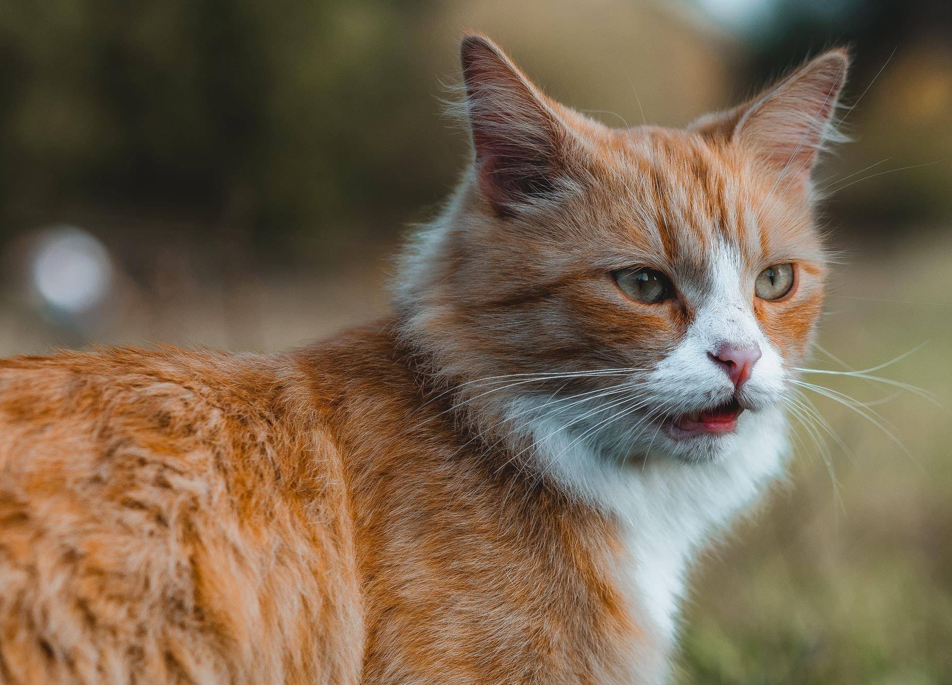 猫咪喵呜叫声的含义解读，喵鸣背后的语言与情感表达