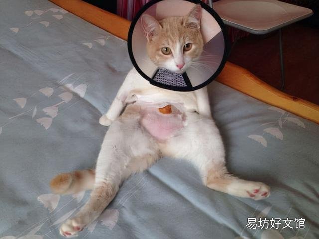 猫咪绝育后护理全攻略，洗澡最佳时机指南