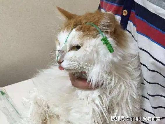 猫咪鼻饲，深入了解与精心照料