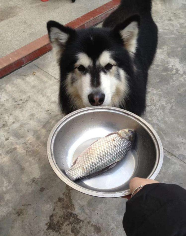 宠物饮食探讨，狗狗能否享用带鱼？