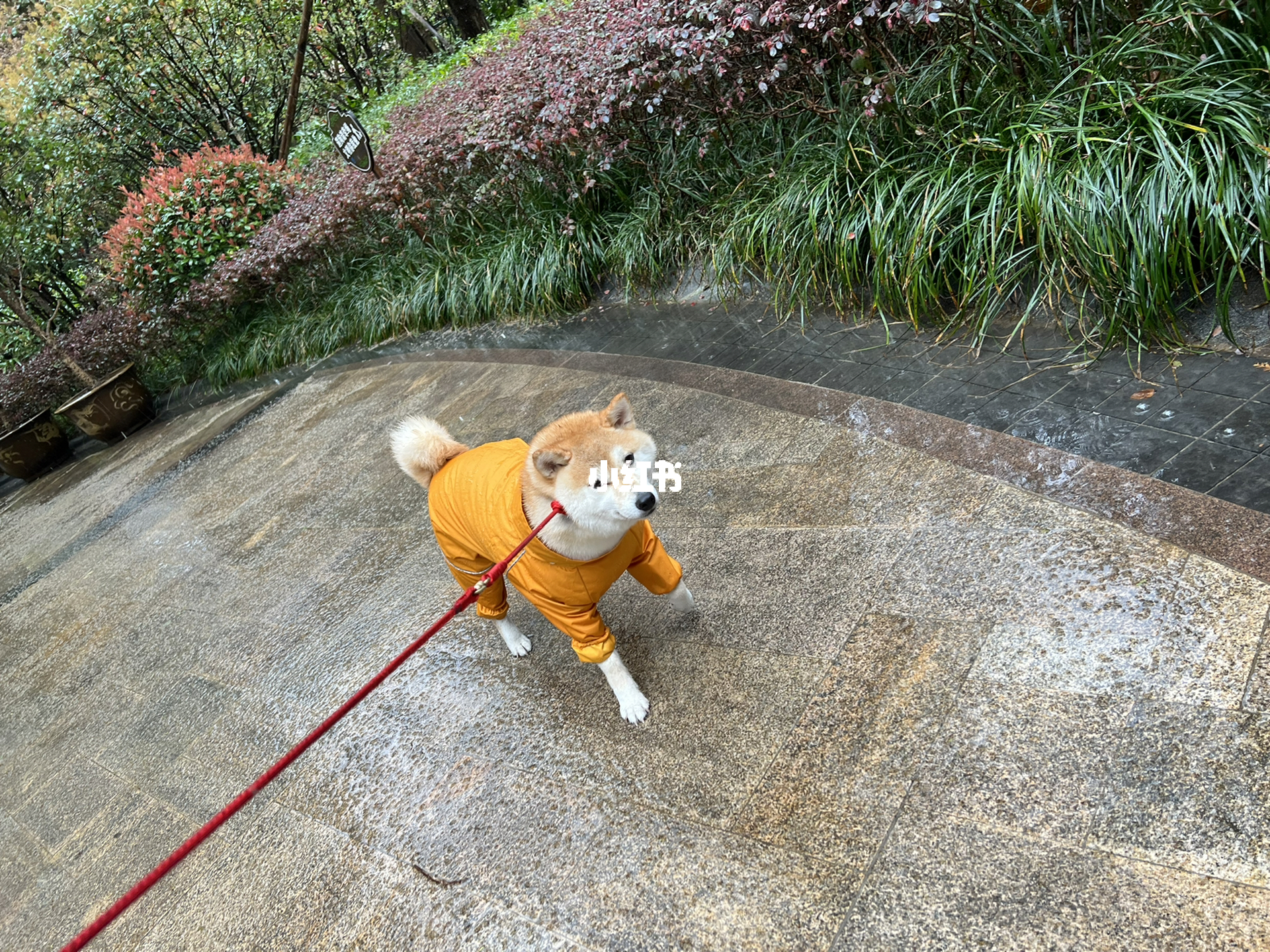 狗狗雨天的特殊情感纽带探索