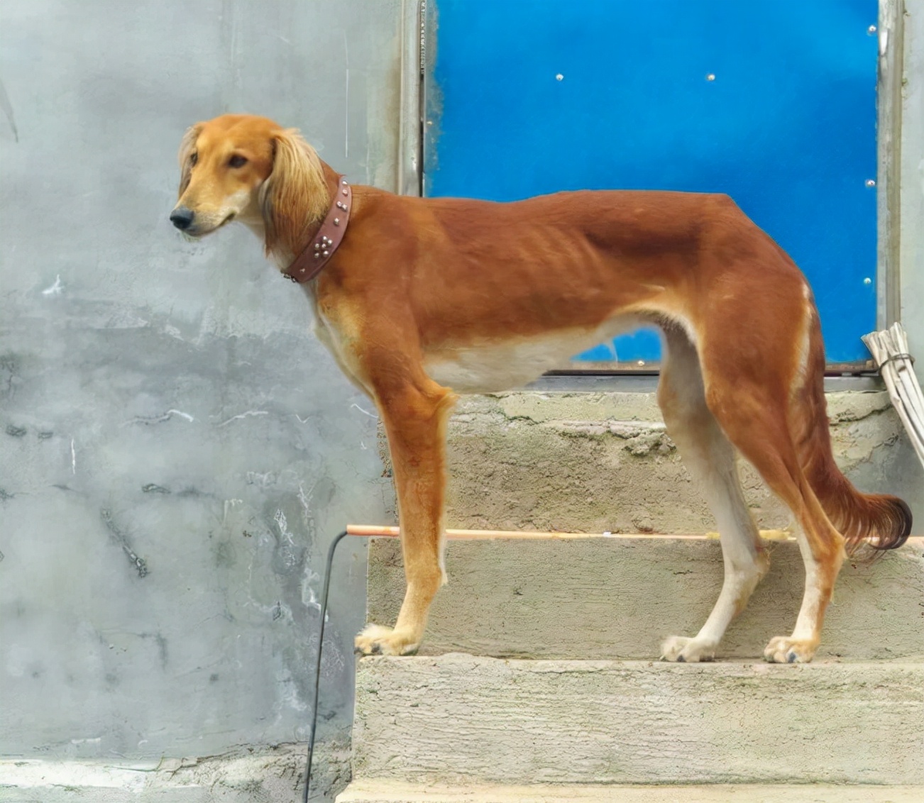 宠物细犬，独特魅力与养护秘籍