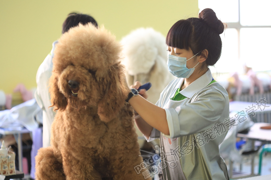 中国宠物美容学校的优秀之处探索，最佳学习地点推荐