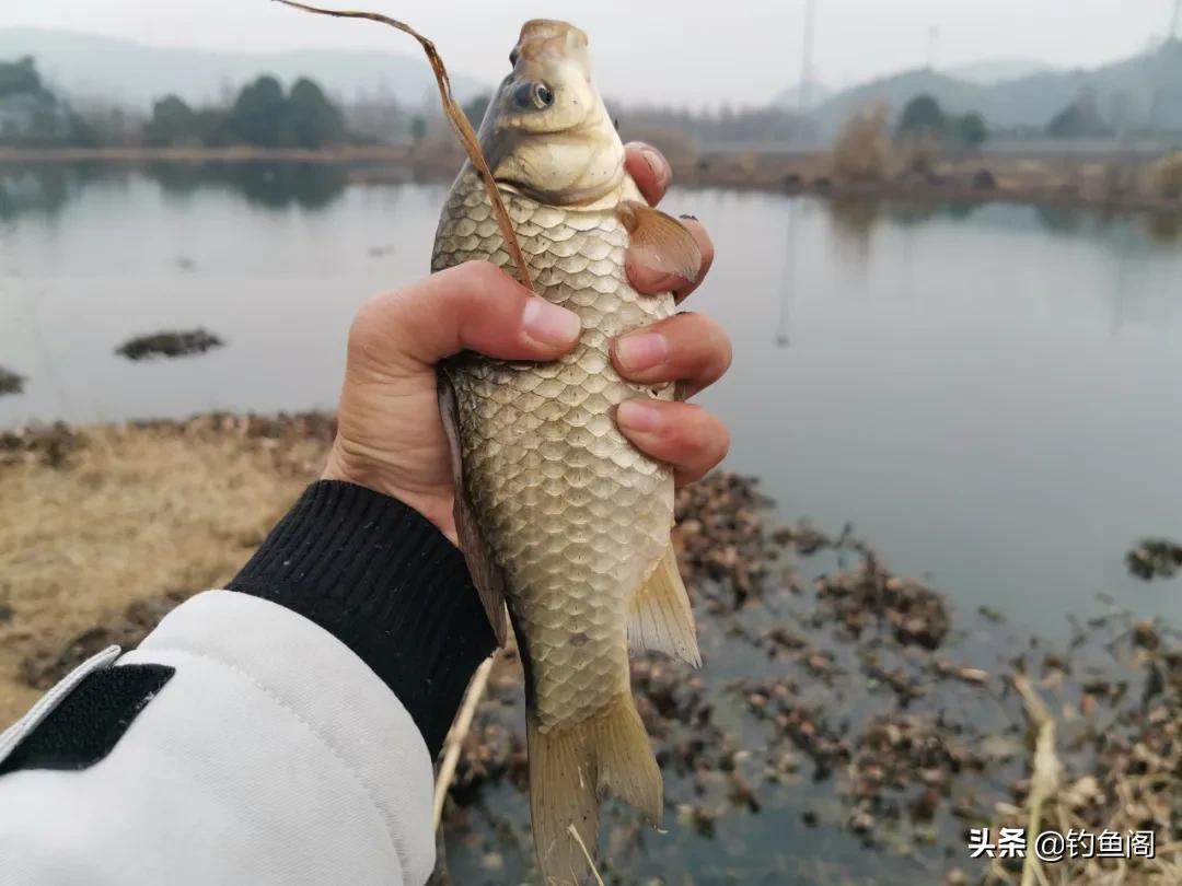 无饵鱼竿，垂钓艺术的全新诠释