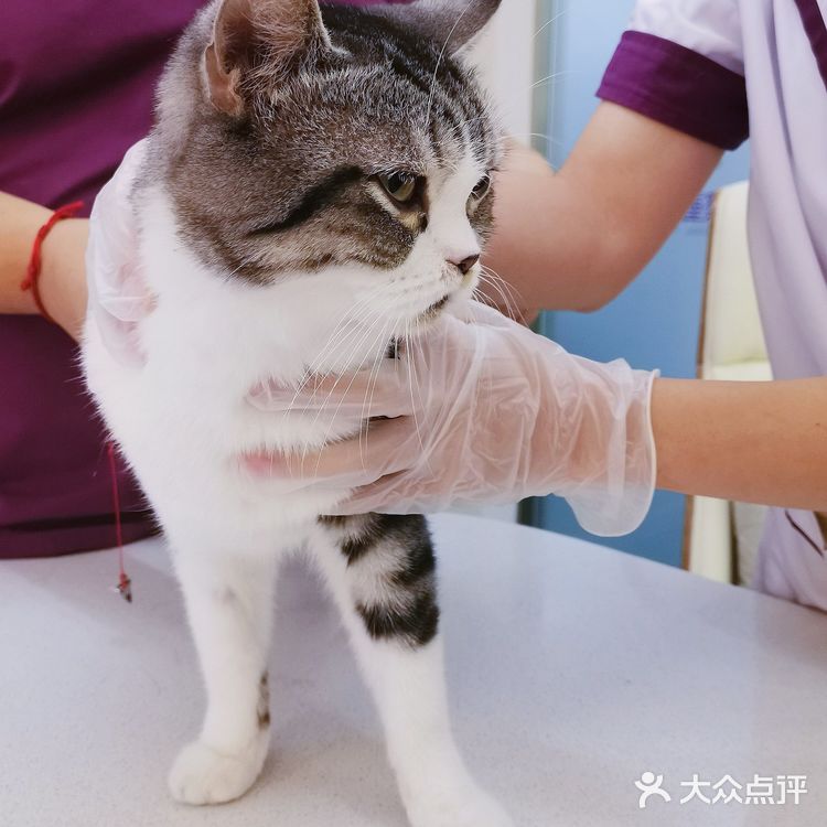 上海龙猫宠物医院，守护龙猫健康的温馨家园