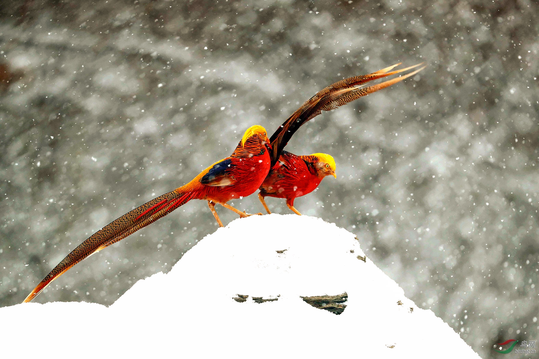 傲雪鱼竿，坚韧不屈的象征