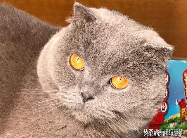 猫咪狂犬疫苗接种，理解、权衡与决策指南