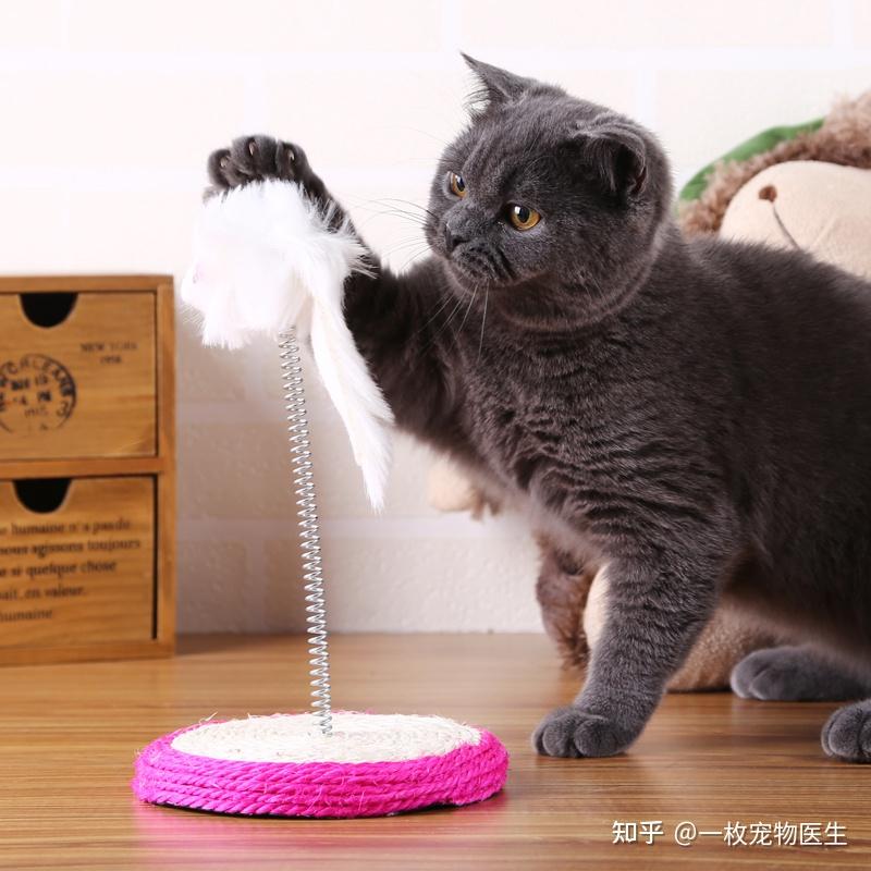 猫咪对逗猫棒的喜好之谜，本能、习性及心理探究