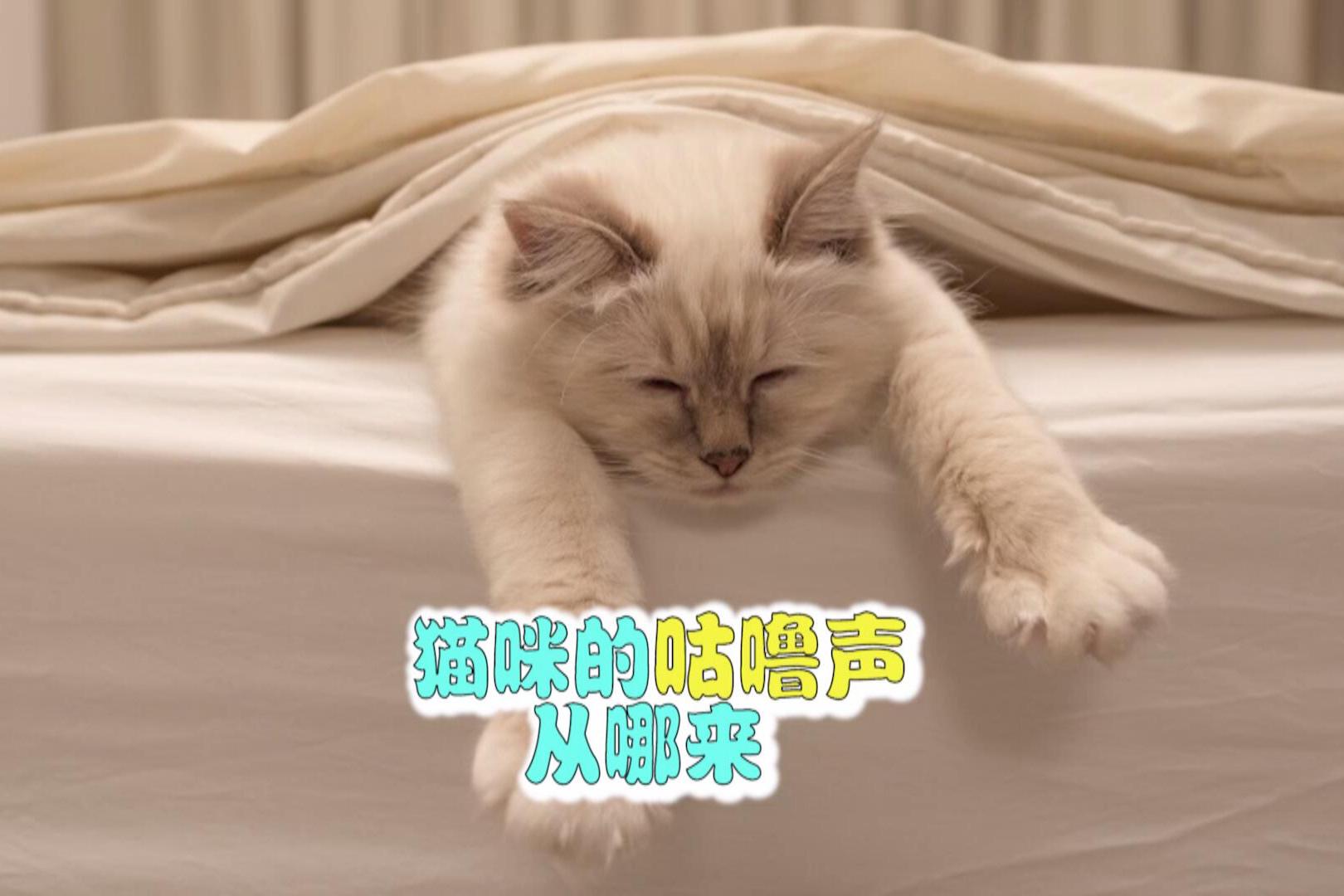 猫咪的咕咕之声，神秘的语言艺术探索