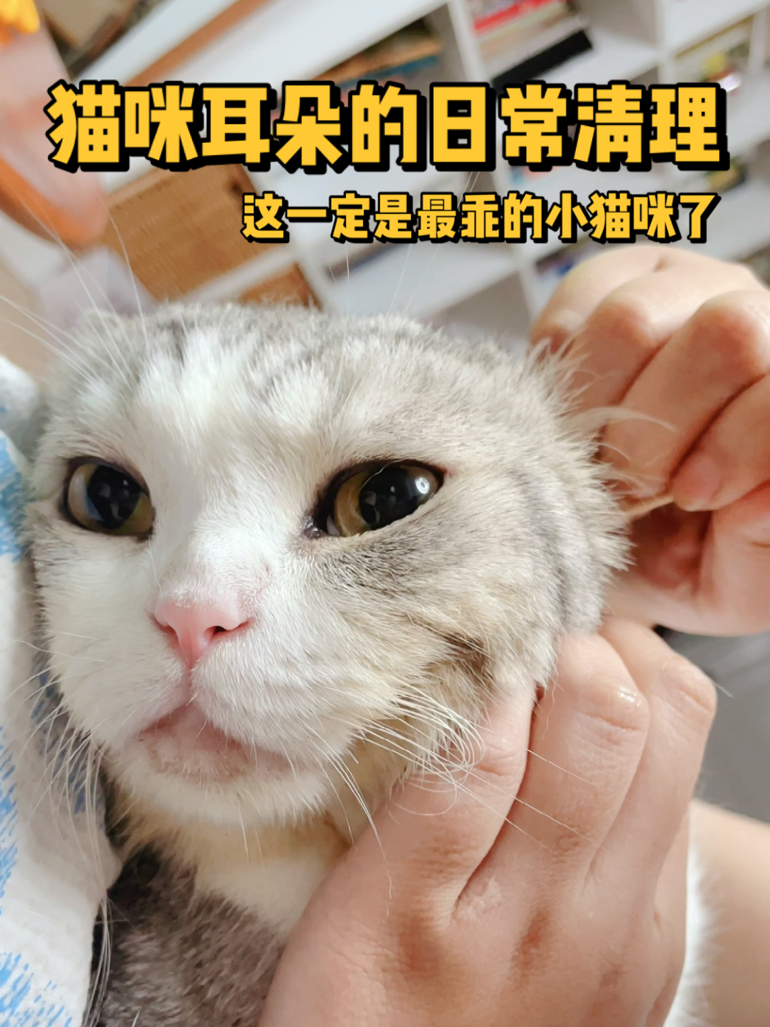 猫咪耳朵清洁与护理指南，多久应掏一次猫咪耳朵？