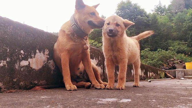 探索土狗狗的世界，一张图片的深邃启示