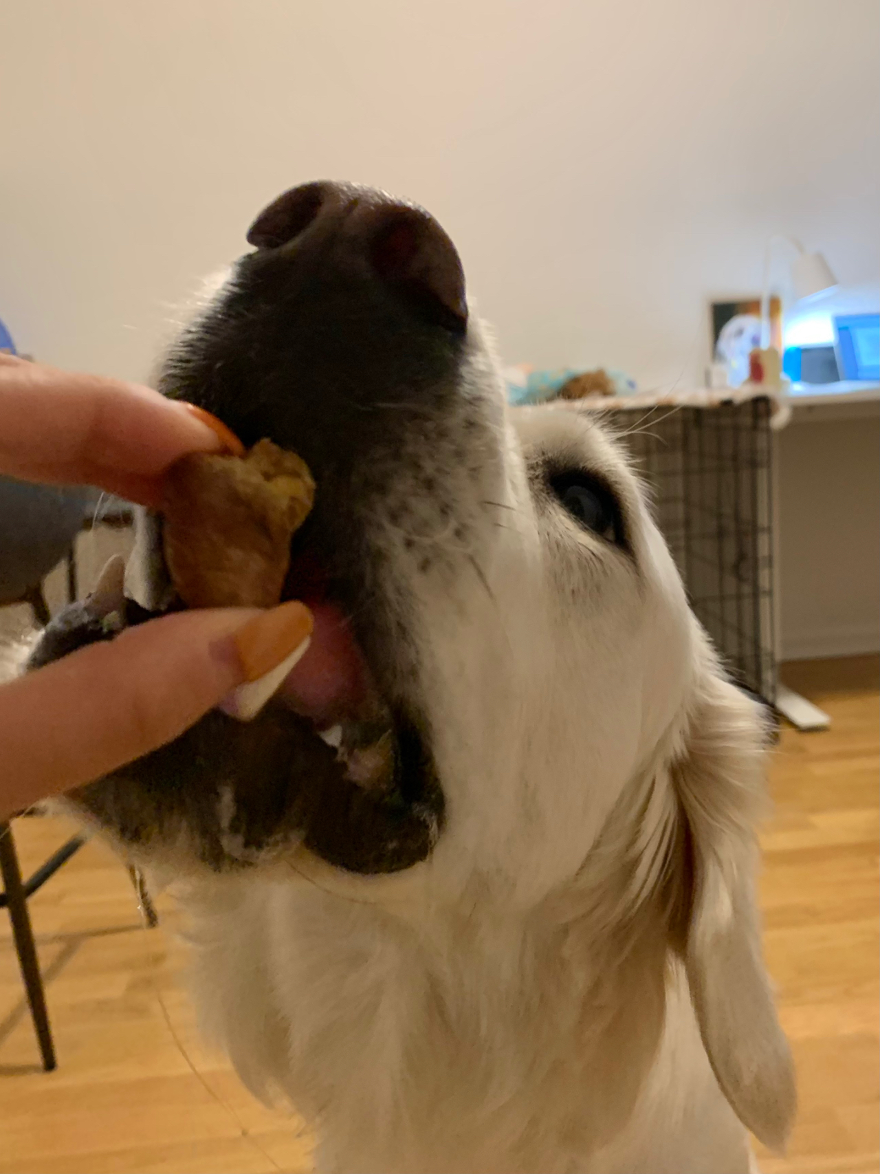 狗狗能否食用鸭心？宠物饮食边界探究