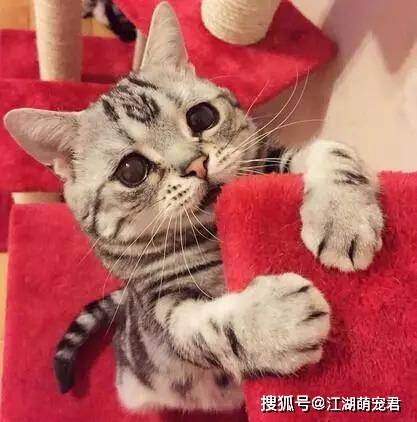 猫咪抓咬行为解析，理解本能行为与应对策略