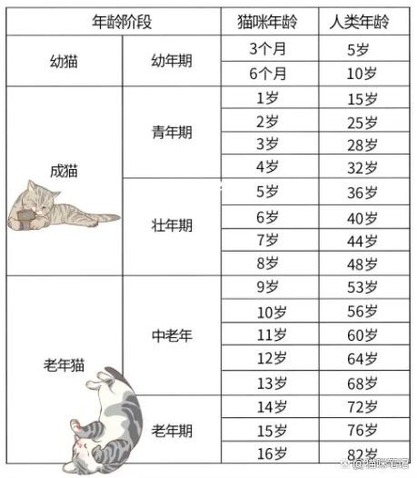 猫咪年龄识别与照顾指南，从幼猫到大猫的全方位护理