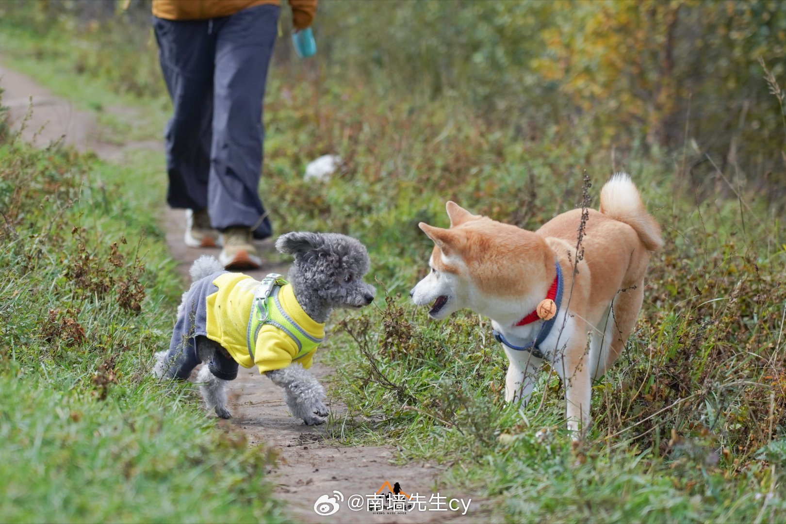 带狗狗探索自然之美，一场独特的旅行之旅